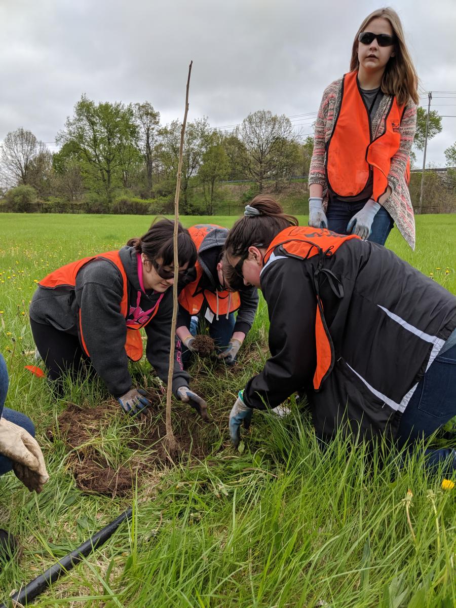 Students planting an apple tree.