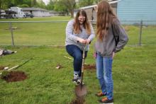 "Giving Trees" at Elsie Rogers School