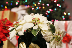 Sounds-of-the-Season-59