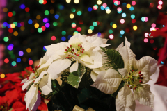Sounds-of-the-Season-60